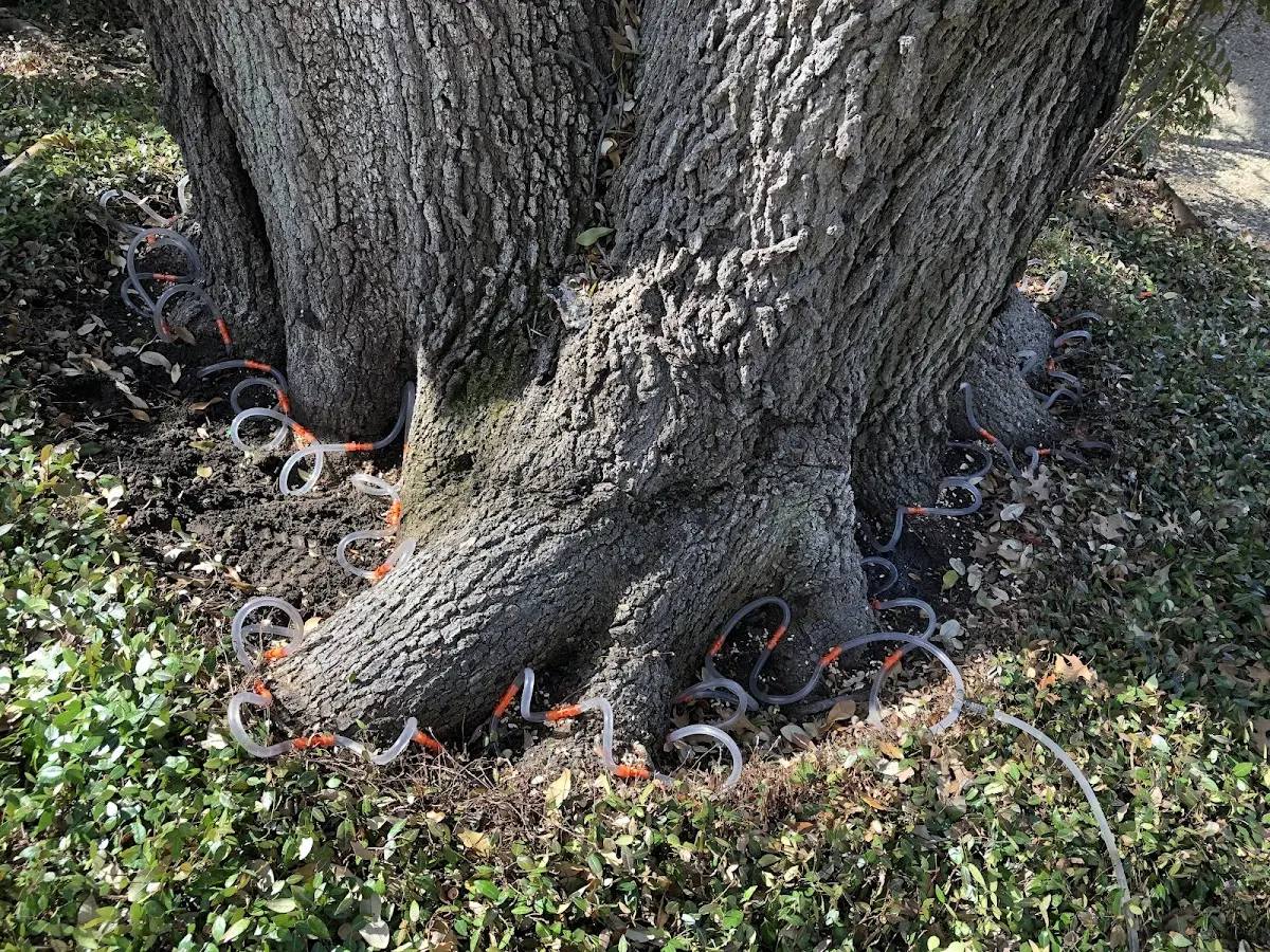 Detailed Tree Cabling and Bracing job site in Princeville