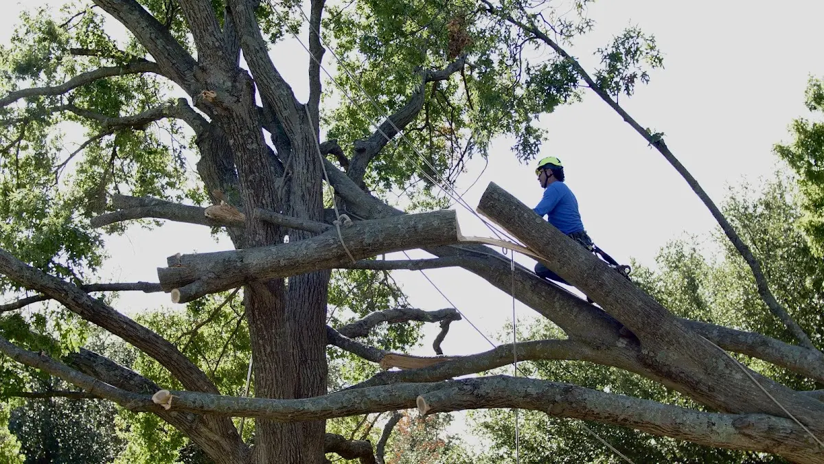 Professional Hazardous Tree Removal performed by certified arborists in Princeville