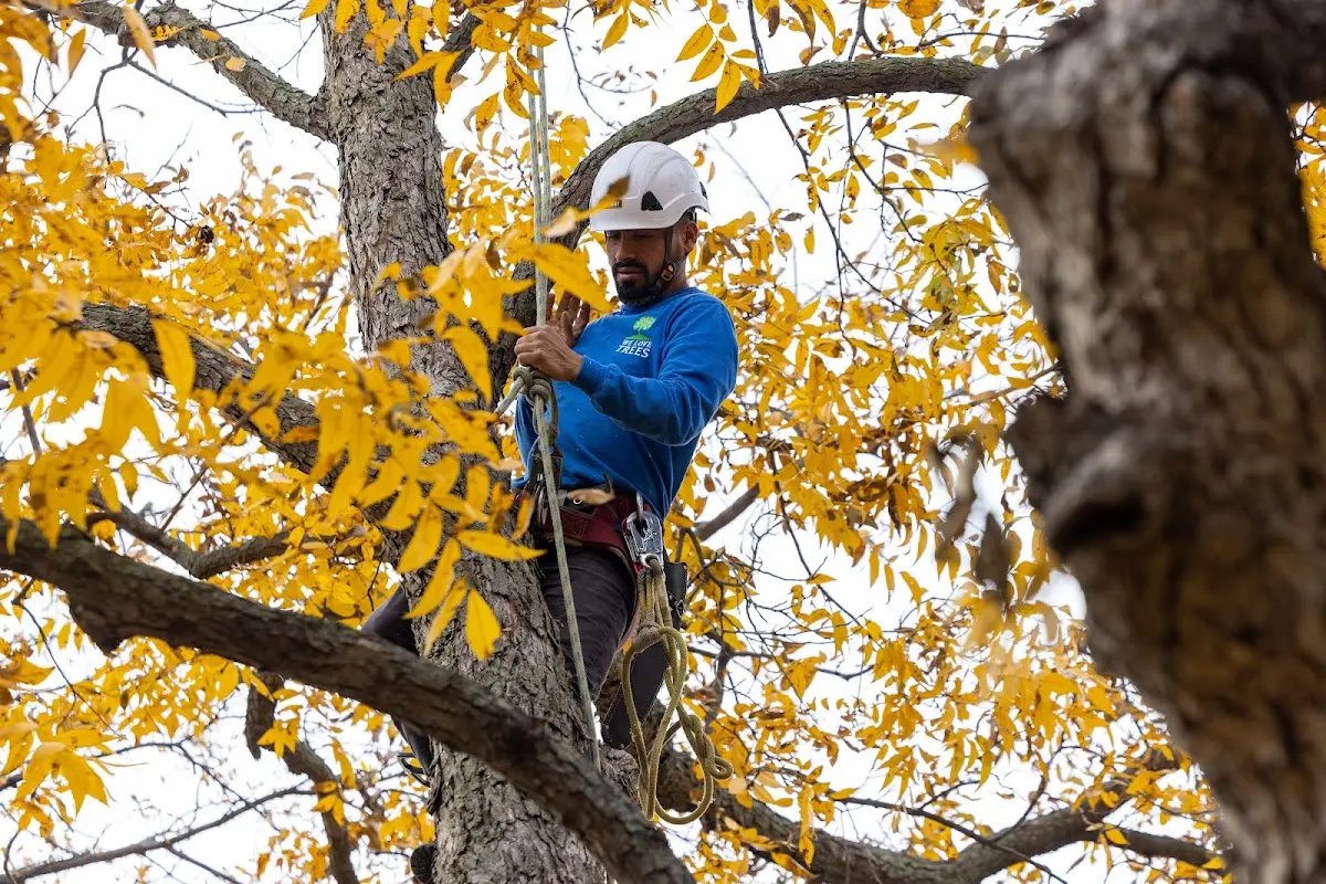 Skilled Tree Planting crew working in Princeville